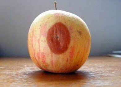 正常部位的苹果的展青霉素含量可能高达3毫克每公斤.