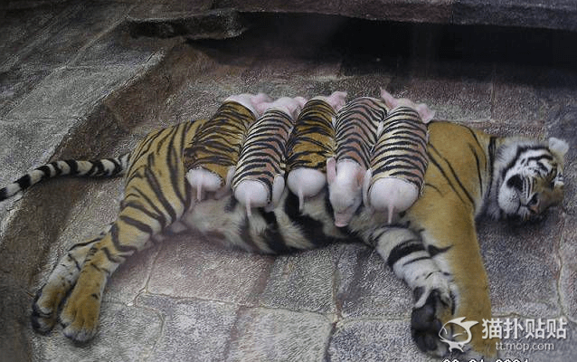 母老虎丧仔伤心不已,动物园用猪仔代替小老虎