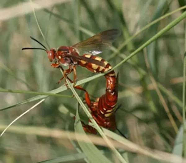 亲身试验:被哪种虫子叮咬最痛?