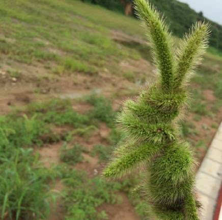 铃铛草