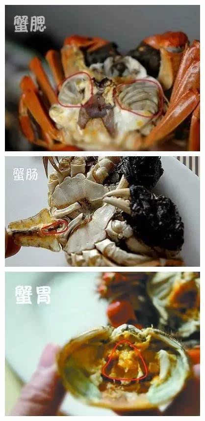 1.蟹腮:在螃蟹壳内,形状像牙,柔软; 2.