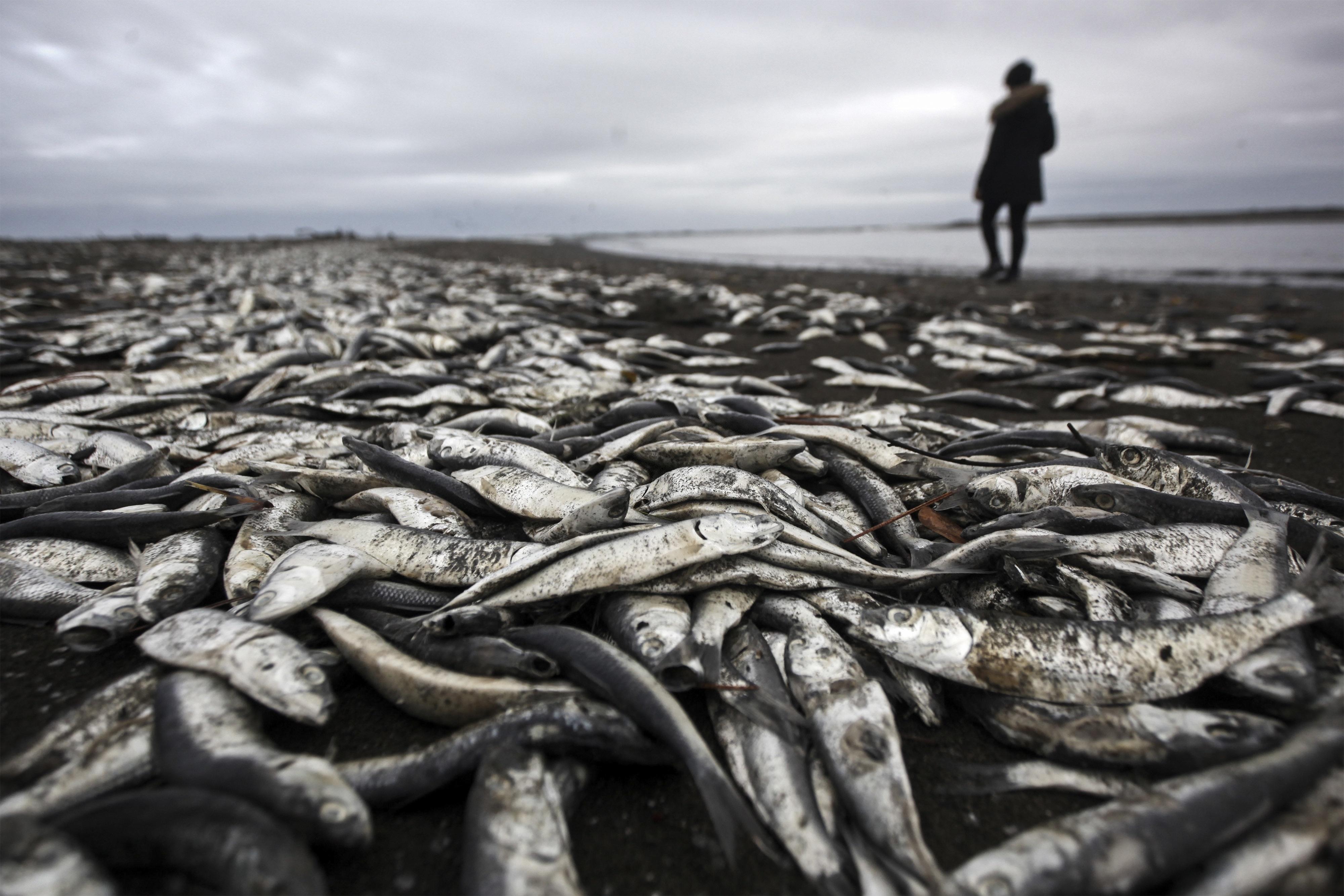 图为2016年5月15日,在智利特木科,一名渔民站在大堆死鱼旁.