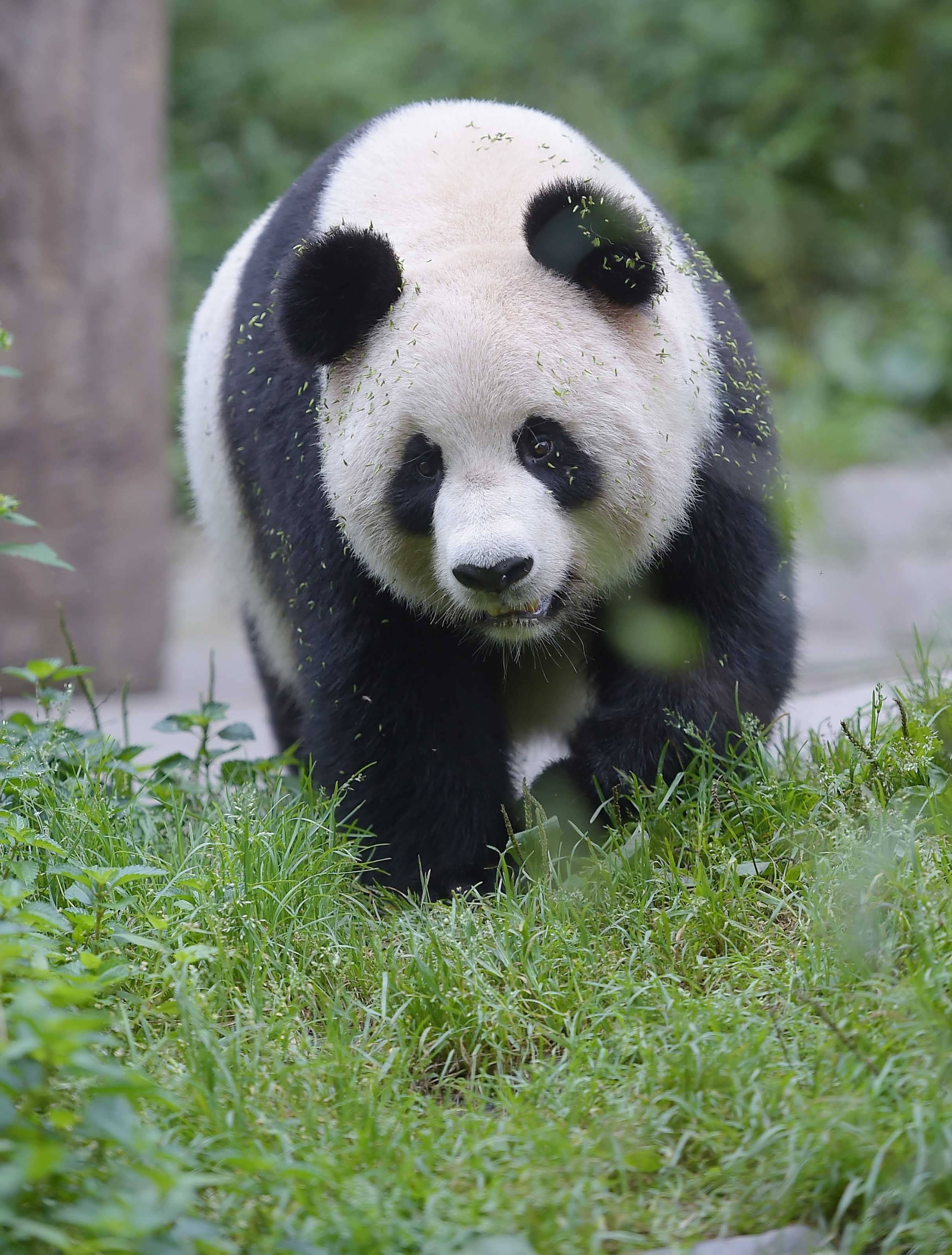 熊猫是杂食动物没错吧?