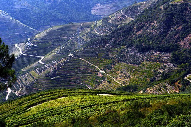 葡萄牙:上杜罗葡萄酒产区