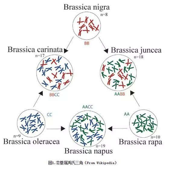 百迈客Nature Genetics芥菜基因组文章解读