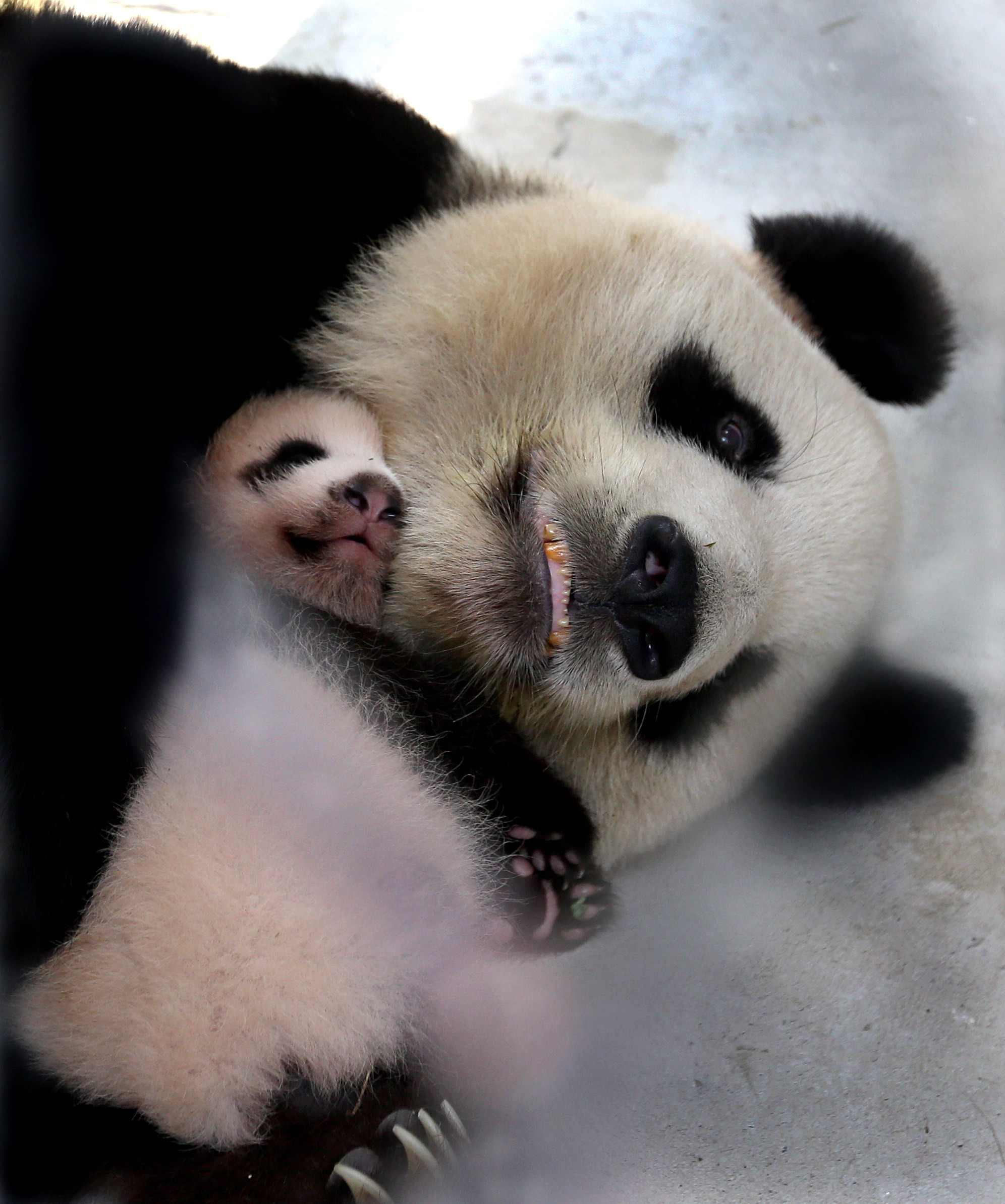 大熊猫宝宝有了新名字-搜狐