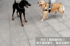 吃我回旋踢,分分钟教你做狗!