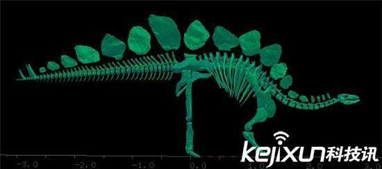 美国发现最完整剑龙骨架化石 有利于研究恐龙