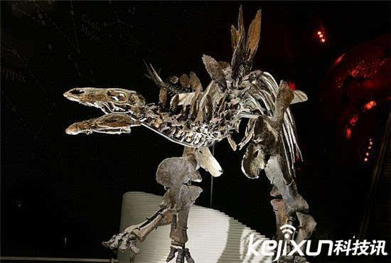 美国发现最完整剑龙骨架化石 有利于研究恐龙