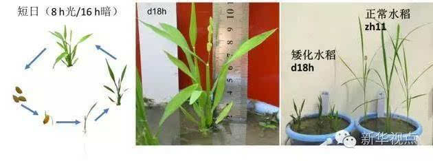 短日照植物水稻生长周期示意图(左图)以及开花期的水稻(中图).