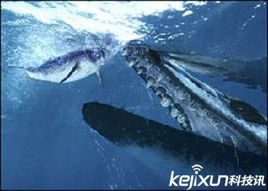 古蜥鲸龙王鲸梅尔维尔鲸远古巨兽大争霸