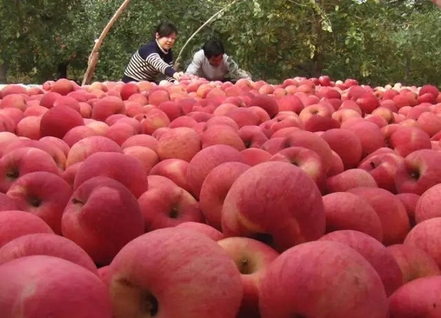 寺河山苹果