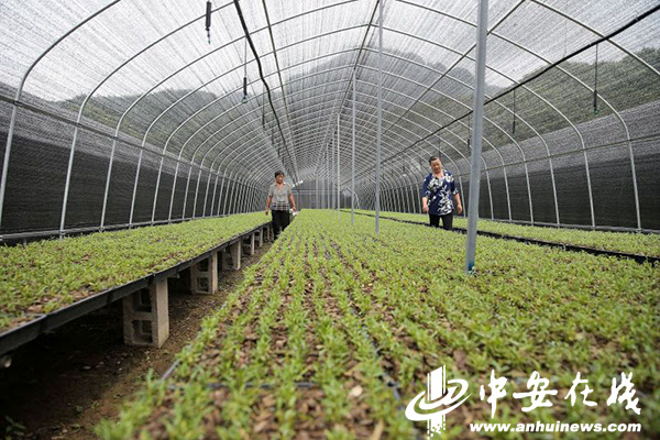 太平畈乡人口_霍山太平畈乡太平村