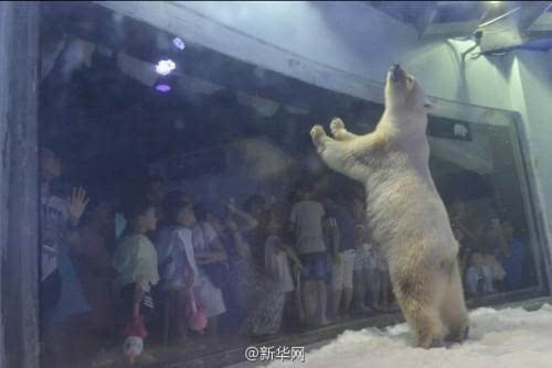 世界最悲伤北极熊将移居英国 因被关在笼子上全球媒体