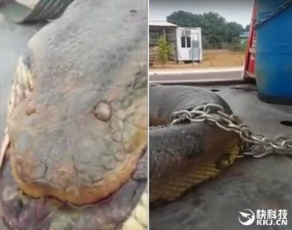 巴西工人修建水库惊现10米巨蟒:视频惊呆了