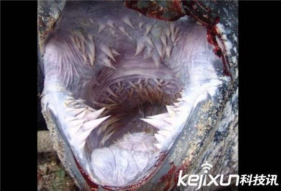 科技 正文  七鳃鳗:七鳃鳗是一种无颚纲鱼形动物,但是口器中长着许多