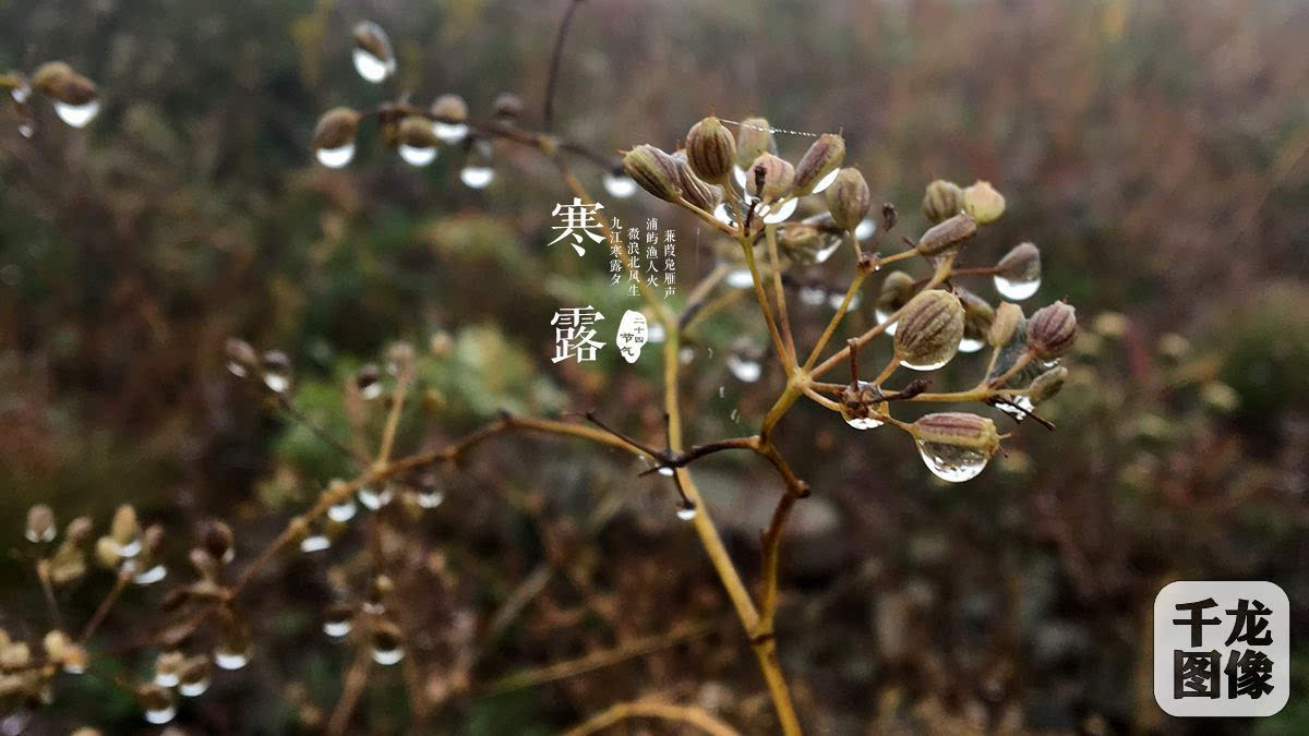 寒露时节,天气干燥,寒凉渐重,感冒病毒的致病力增强,所以要注意预防