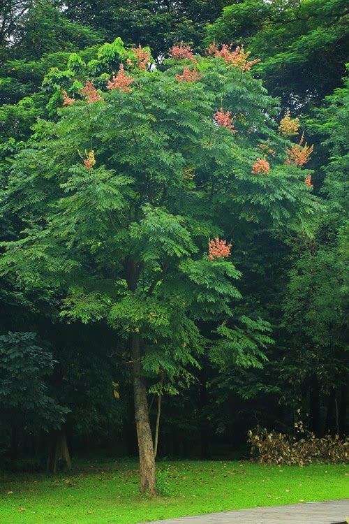 国庆节前后开花结果的国庆树