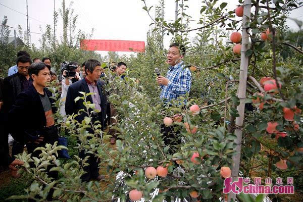 枣庄市滕州:依靠科技 引领果农致富