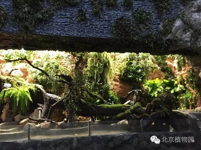 北京首个大型雨林植物造景缸亮相植物园