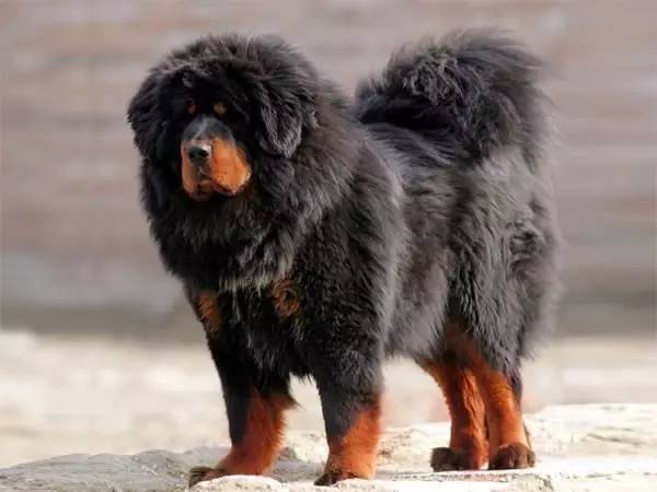 藏獒智商排名_狗狗智商排名