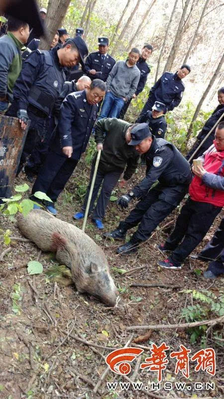 野猪群破坏村民庄稼渭南民警击毙4头野猪