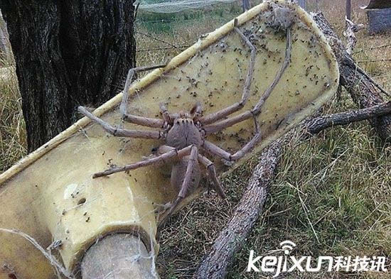 大利亚频现巨型蜘蛛 场英雄联盟之极品天才txt