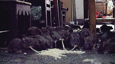 老鼠装死咬伤大妈成年鼠智商相当于8岁儿童