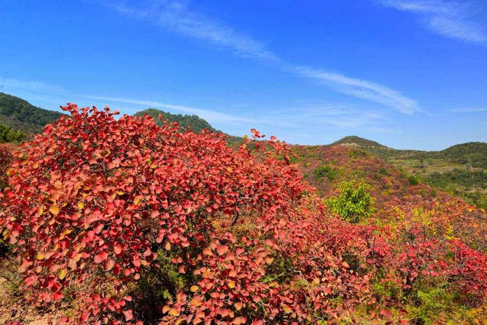 赏红叶何必去北京香山铜川耀县香山红叶漫山