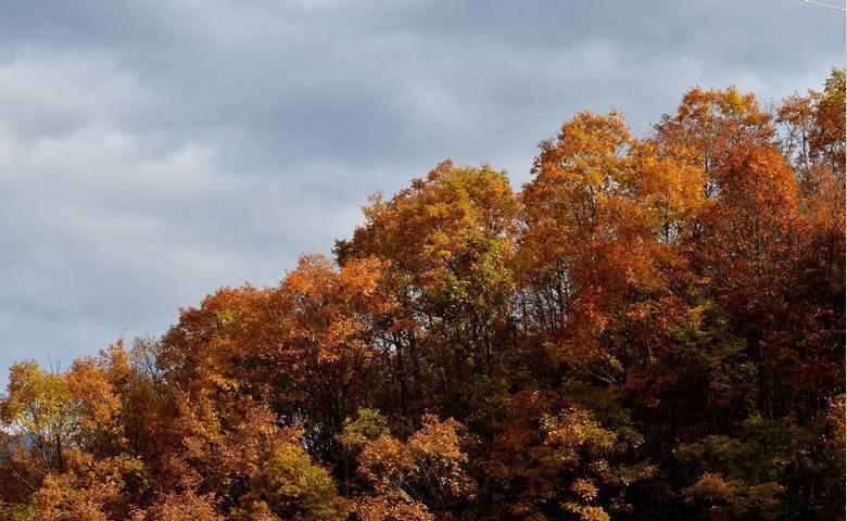 晴天湛蓝黄叶漫山 汉中安垭山岗乡景迷人自然闲适