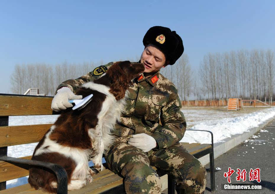 搜救犬雪中训练场上展绝技