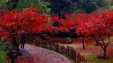 岳麓山,农大"红枫大道",省植物