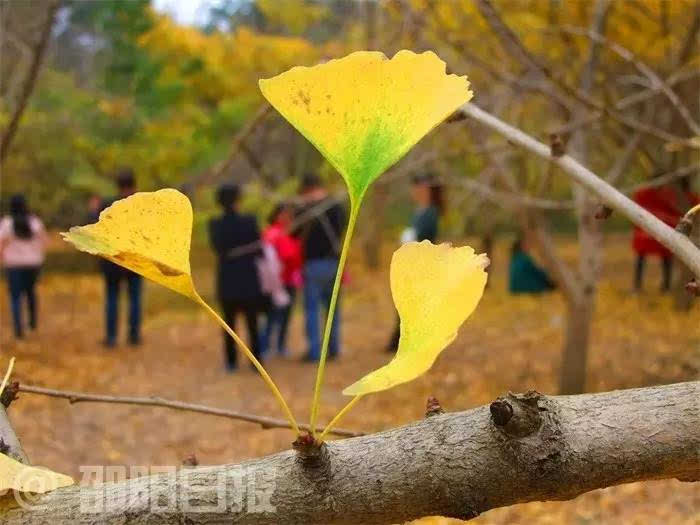 (以下图片拍摄于11月18日,如果要去看得抓紧时间了,要不金黄的银杏叶