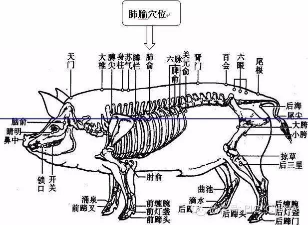 史上最全!猪身上所有部位注射方法和注意事项