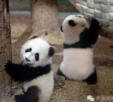 尴尬了 两只熊猫回到中国,只听英语不吃中餐