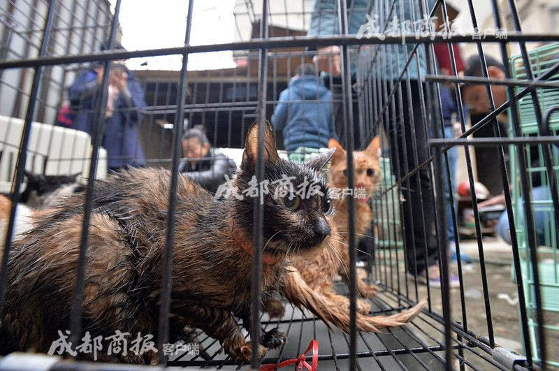 残忍!伪爱猫人每天杀猫100只 将猫肉当兔肉卖上餐桌