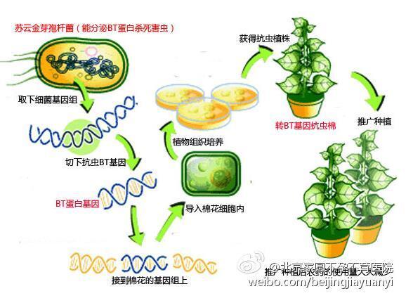 转基因是什么意思?转基因食品真的有很多危害
