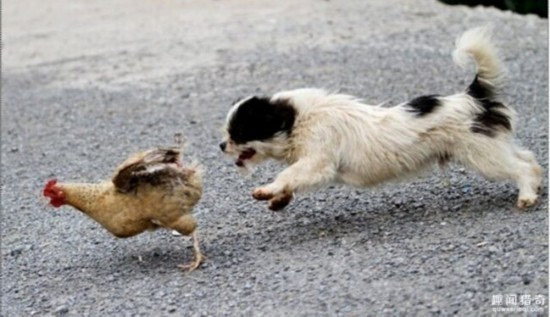 奇葩!日本高薪招聘抓鸡员,只在深夜工作