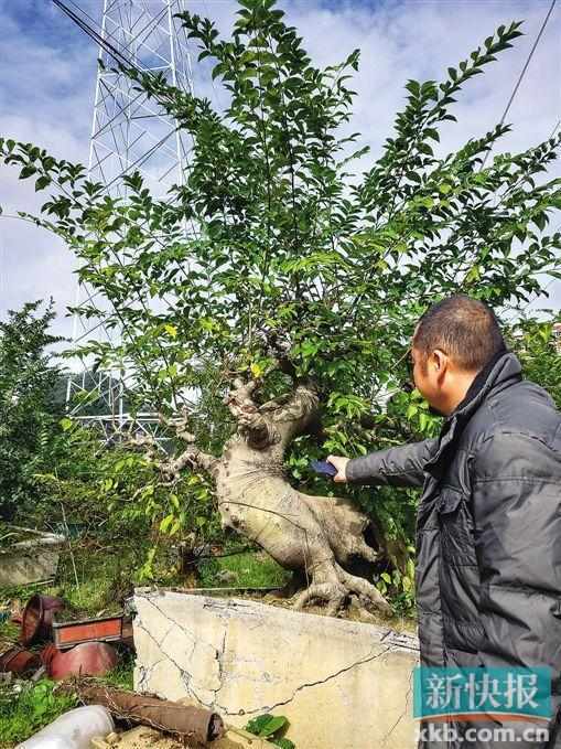 被撞断树枝的朴树盆景.