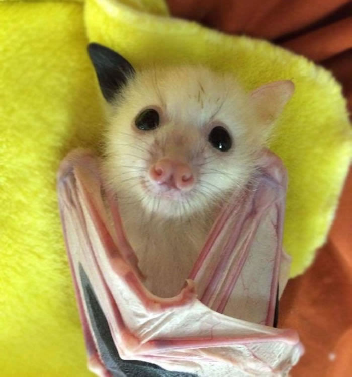 澳洲蝙蝠诊所近日拯救了一只非常特别的灰头狐蝠,它拥有可爱的白色
