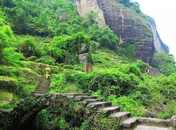 福建:武夷山上"岩骨花香"