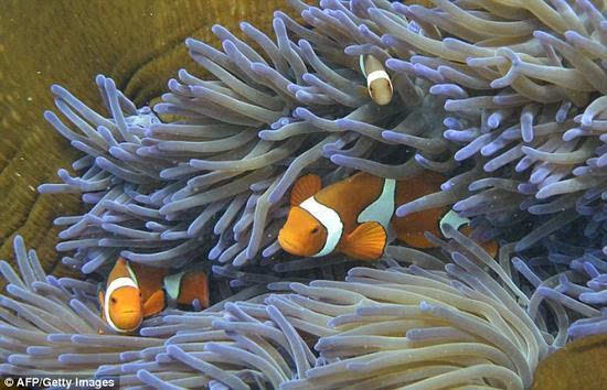澳大利亚大堡礁现状:珊瑚继续大面积死亡