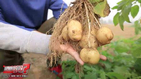 土豆为什么是茎