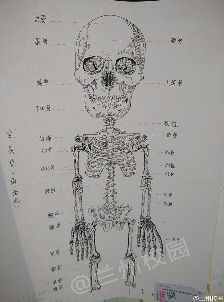 组图:医学生太会玩!这样的解剖图你见过吗