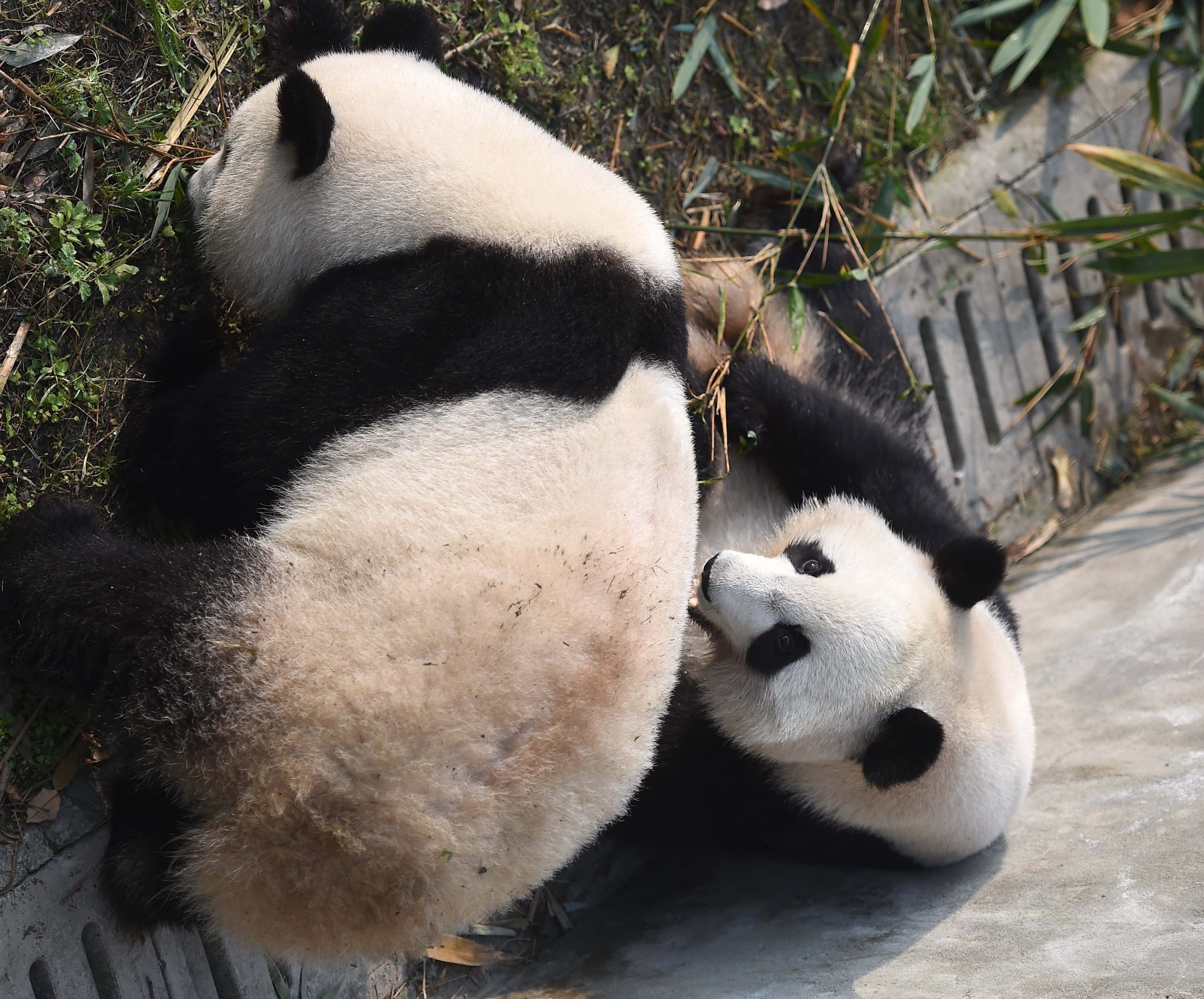 旅日大熊猫“香香”即将回国 日本网友瞬间崩溃！