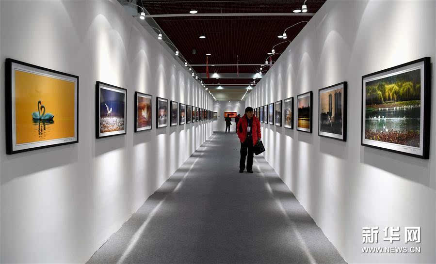 12月7日,参观者在首届中国(三门峡)白天鹅·野生动物国际摄影大展上