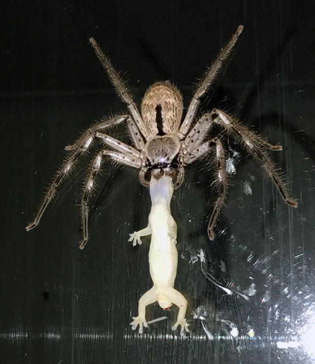 毛骨悚然!巨型毒蜘蛛吞食蜥蜴 体型大得惊人