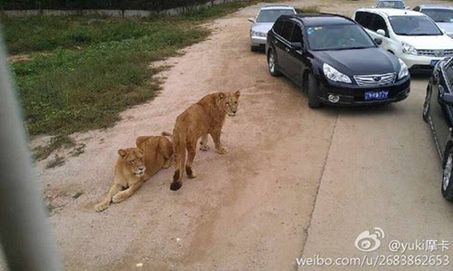 两女游客在八达岭野生动物园遭老虎袭击