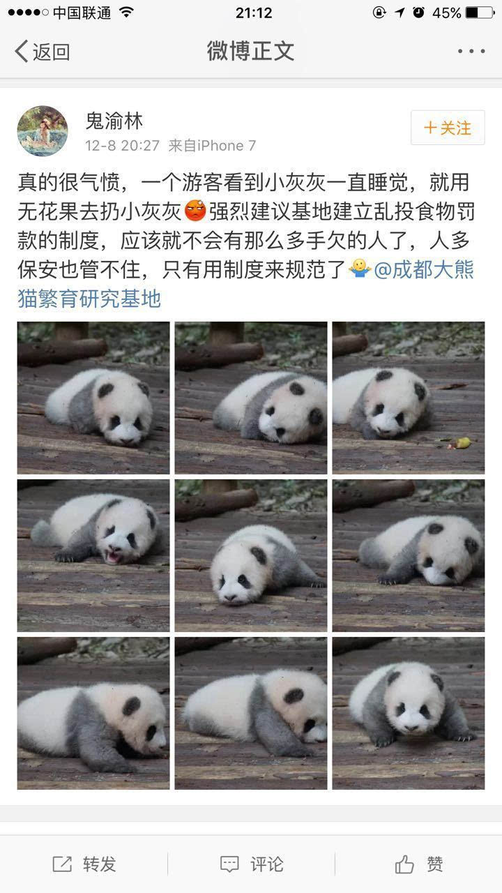 游客丢水果吵醒酣睡大熊猫"小灰灰" 网友既愤怒又心痛