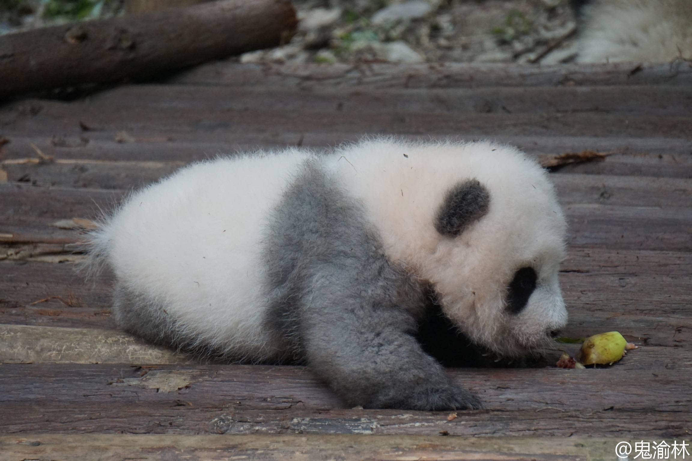 游客丢水果吵醒酣睡大熊猫"小灰灰 网友既愤怒又心痛